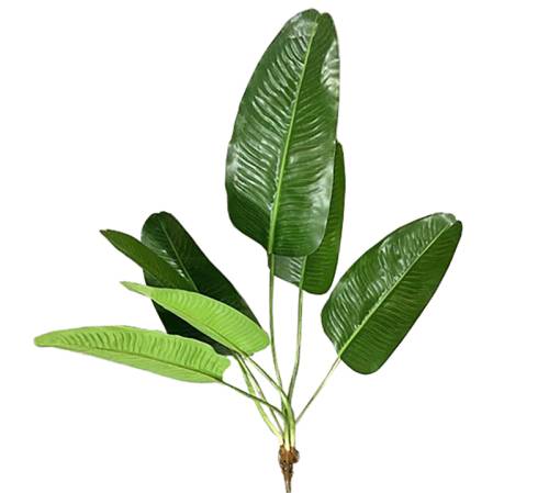 Φύλλα "Bird of paradise" με ρίζα, 50cm FL147