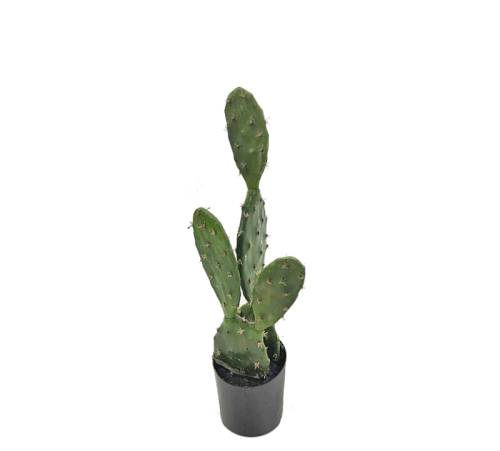 Φραγκοσυκιά σε κασπώ, 50cm FL151