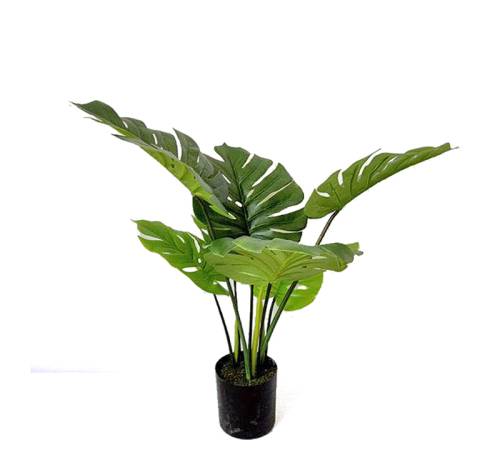 Φυτό Monstera σε κασπώ, 60cm FL154