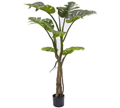 Φυτό Monstera σε κασπώ, 130cm FL155