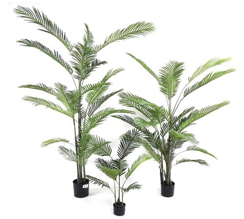 Φοίνικας Areca σε κασπώ, 120cm FL156