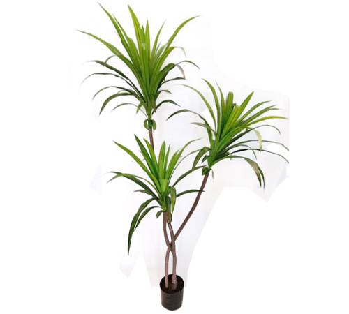 Φυτό Δράκαινα σε κασπώ 165cm FL159