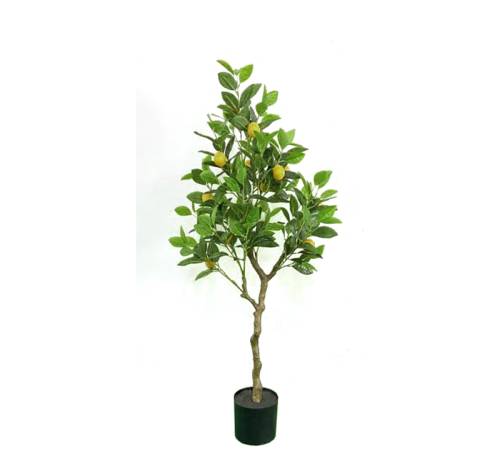 Φυτό Λεμονιά σε κασπώ, 100cm FL162