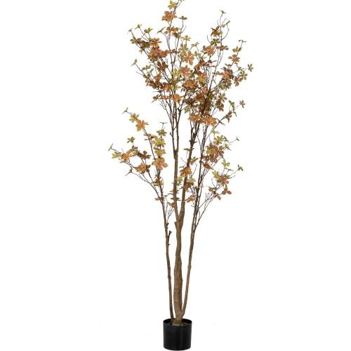 ΦΥΤΟ ENKIANTHUS ΜΕ 310 ΦΥΛΛΑ 170ΕΚ ΣΕ ΠΛΑΣΤΙΚΟ ΚΑΣΠΩ Φ15Χ12.5ΕΚ