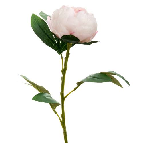 ΡΟΖ ΠΑΙΩΝΙΑ ΚΛΑΔΙ 66ΕΚ