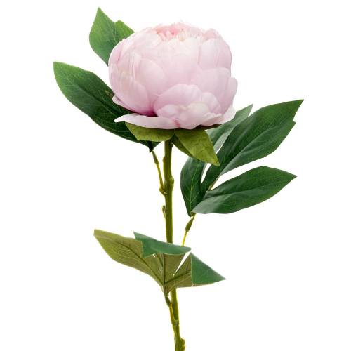 ΛΙΛΑ ΠΑΙΩΝΙΑ ΚΛΑΔΙ  66ΕΚ