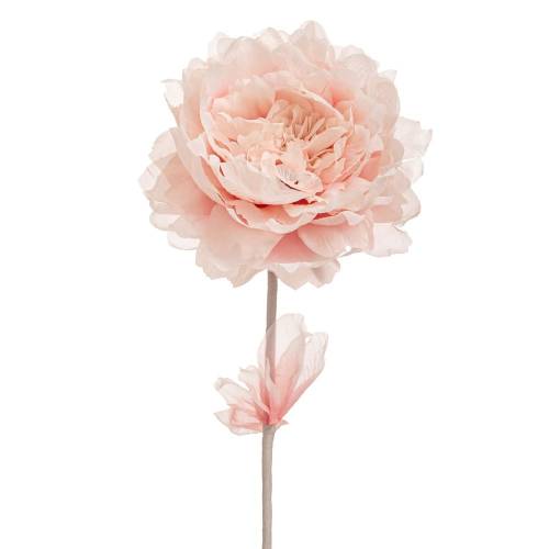 ΑΝΟΙΧΤΟ ΡΟΖ ΚΛΑΔΙ ΠΑΙΩΝΙΑ 63ΕΚ