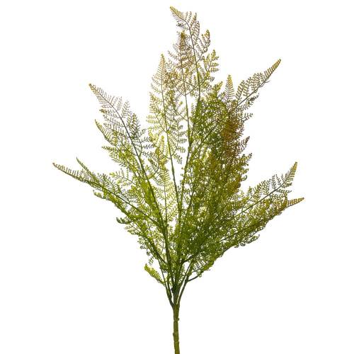 ΦΤΕΡΗ ΡΙΖΑ 72ΕΚ