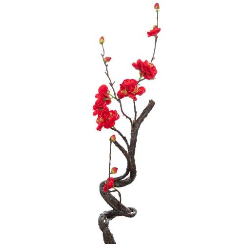 ΑΜΥΓΔΑΛΙΑ ΚΟΚΚΙΝΗ 40ΕΚ