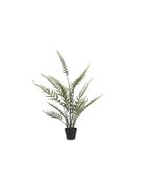 Φτέρη σε κασπώ 45εκ.