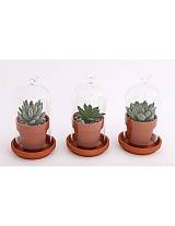 Κάκτος σε κεραμ.κασπώ με καμπάνα  3σχ. 8Χ14