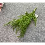 ΠΡΑΣΙΝΗ ΦΤΕΡΗ 55ΕΚ ΡΙΖΑ