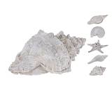 Διακοσμητικά κοχύλια πολυρέζιν 4σχ.,22cm HE225